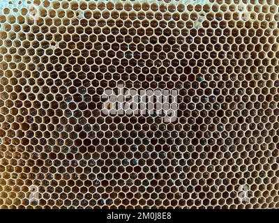 Struttura di fondo e modello di una sezione di cera a nido d'ape da un alveare di api riempito con miele d'oro in una vista completa della cornice. Foto di alta qualità Foto Stock