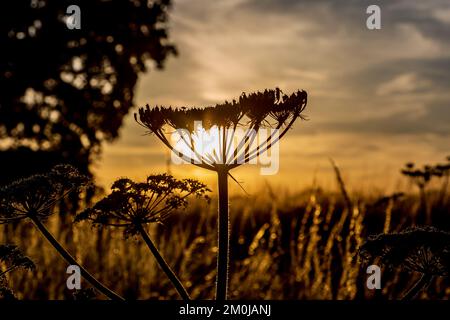 Luce d'oro sulla campagna del Sussex al tramonto Foto Stock