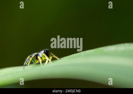 Carino Jumping ragno fauna selvatica macro shot Foto Stock