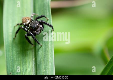 Carino Jumping ragno fauna selvatica macro shot Foto Stock