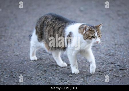 Londra, Regno Unito. 06th Dec, 2022. Larry il gatto, il capo Mouser di Downing Street, struts il suo roba. I ministri del governo di Sunak partecipano oggi alla riunione settimanale del gabinetto al 10 di Downing Street a Westminster. Credit: Imageplotter/Alamy Live News Foto Stock