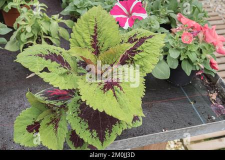 Coleus pianta che cresce all'interno in una serra con luce naturale Foto Stock