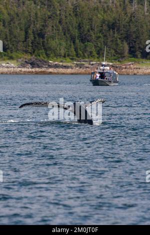 Un gruppo di turisti su una barca per l'avvistamento delle balene a Juneau, Alaska, USA, ammira la coda a forma di ventaglio di una megattera del Pacifico settentrionale. Foto Stock