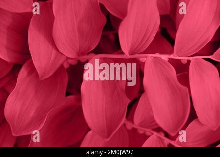Monocromatico viva magenta foglie sono acquistati sfondo. Colore dell'anno 2023 Viva Magenta. Foto Stock