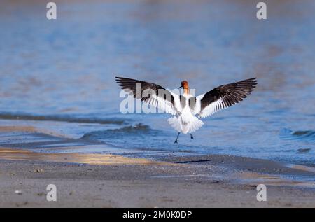 Avocet americano con grandi ali aperte in procinto di atterrare sulla costa di un grazioso lago. Foto Stock