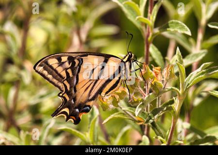 Primo piano macro di un cibo occidentale swallowtail Foto Stock