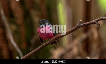 un robin rosa maschio arroccato su un bastone al parco nazionale di mt field in tasmania, australia Foto Stock