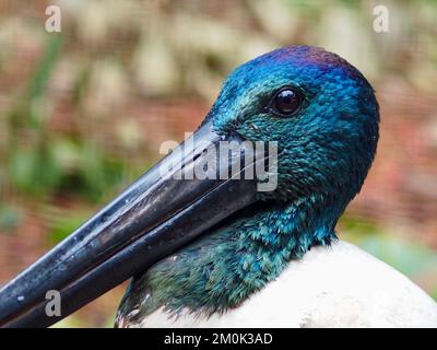 Un primo piano ritratto di uno straordinario regale maschio Stork a collo nero in una bellezza squisita. Foto Stock