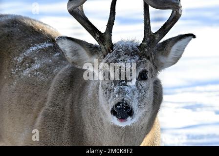 Un ritratto da vicino di un cervo dalla coda bianca 'Odocoileus virginianus', con neve fresca sul volto nella zona rurale Alberta Canada. Foto Stock