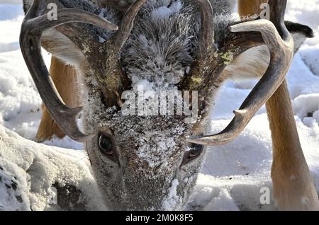 Un'immagine ravvicinata di un cervo dalla coda bianca 'Odocoileus virginianus', con neve fresca sul suo volto nella rurale Alberta Canada. Foto Stock