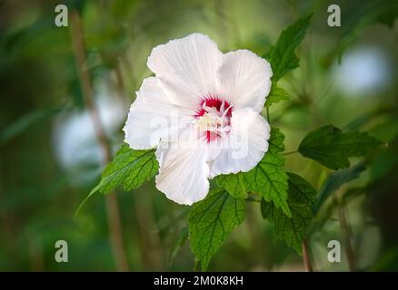 Bellissimo fiore bianco di ibisco fiorito in giardino. Primo piano. Foto Stock