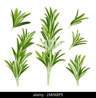 Pianta di rosmarino, ramo di erba fresca con foglie verdi isolate su fondo bianco. Spezie aromatiche biologiche per la cucina, culinaria. Rametti di rosmarino, illustrazione realistica vettoriale Illustrazione Vettoriale