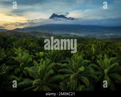 Vista della piantagione di palme con il monte Khao Phanom sullo sfondo, Krabi, Thailandia Foto Stock