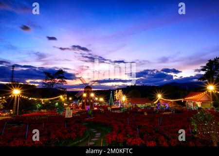 Bella poinsettia paesaggio, rosso fiore di natale di Alba Alba al mattino e mulino a vento punto di riferimento. con sfondo nel parco vicino nazionale p Foto Stock