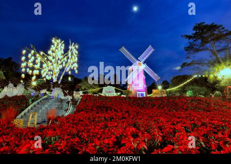 Poinsettia, fiore rosso di natale e mulino a vento punto di riferimento della vista notturna è decorata con luci colorate. A Loei, THAILANDIA. (Lingua tailandese in questo Foto Stock