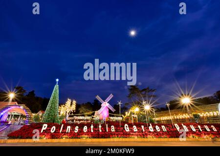 Poinsettia, fiore rosso di natale e mulino a vento punto di riferimento della vista notturna è decorata con luci colorate. con sfondo nel parco vicino nazionale Foto Stock