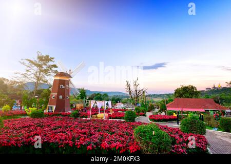 Bella poinsettia paesaggio, rosso fiore di natale di Alba Alba al mattino e mulino a vento punto di riferimento. con sfondo nel parco vicino nazionale p Foto Stock