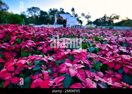 poinsettia, fiore rosso di natale e punto di riferimento del mulino a vento. con sfondo nel parco vicino al parco nazionale. Loei, THAILANDIA. Foto Stock