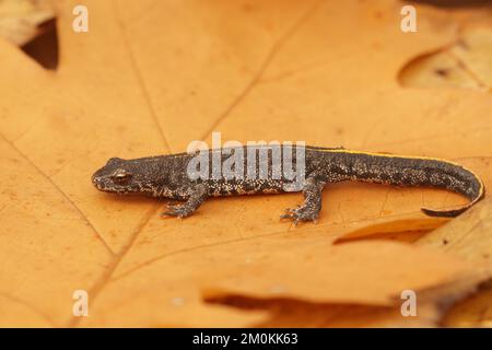 Un primo piano del minuscolo novellino balcanico (Triturus ivanbureschi) sulla foglia gialla secca Foto Stock