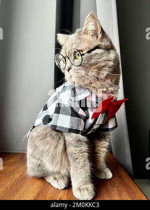 Un gatto grigio scozzese dalle orecchie dritte con occhiali, una camicia bianca nera e una cravatta rossa in vacanza sembra un Signore. PET in un appartamento moderno e accogliente Foto Stock