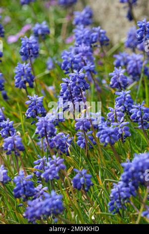 Muscari bourgaei, perenni bulbosi a forma di campanella, fiori tubolari blu con punte bianche Foto Stock