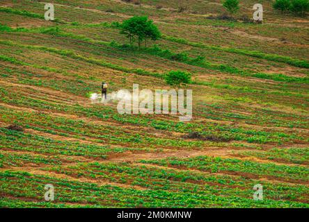 Piantagione di gomma zona agricola nel sud della Thailandia, Latex gomma, Para albero di gomma giardino Foto Stock