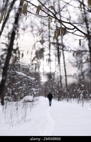 orecchini su rami di albero e un uomo che cammina attraverso una foresta primaverile Foto Stock