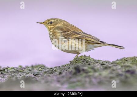 Water Pipit (Anthus spinoletta) uccello giovane che riposa in Wetland Habitat sulla via di migrazione. Fauna selvatica scena nella natura d'Europa. Paesi Bassi. Foto Stock