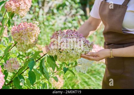 Rami con ortensia panicled fiorente, mani della donna che toccano i fiori Foto Stock