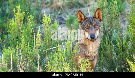 Lupo iberico, lupo grigio, Canis lupus signatus, Zamora, Castiglia e León, Spagna, Europa Foto Stock