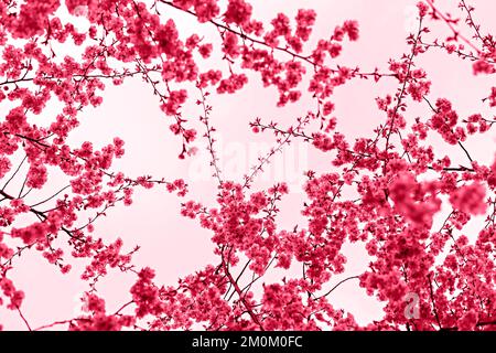 Viva Magenta colore dell'anno 2023 Blooming sakura rami con fiori rosa viola primo piano contro il cielo, spazio copia, naturale primavera floreale backgrou Foto Stock