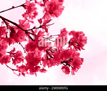 Viva Magenta colore dell'anno 2023 Blooming sakura rami con fiori rosa viola primo piano contro il cielo, spazio copia, naturale primavera floreale backgrou Foto Stock