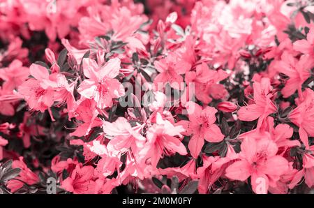 Viva Magenta colore dell'anno 2023 sfondo floreale di rosa viola rododendro fiori primo piano copia spazio, botanico Rododendro ponticum, bellezza Foto Stock