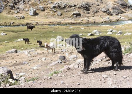 Un grande cane guarda il bestiame pascolare su erba sparsa da un fiume da una strada non fatta che corre attraverso le montagne tra Huachupampa, e San Mateo. San Foto Stock