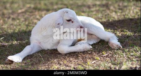 Agnello bianco di pecora di Katahdin che riposa su un campo erboso Foto Stock