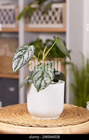 Piccola houseplant 'Philodendron Brandtianum' esotica con motivo d'argento sulle foglie in pato di fiori sul tavolo Foto Stock