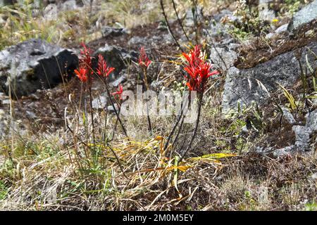 Parque Nacional Cajas, Azuay, Ecuador. Il Parco Nazionale di El Cajas o Parco Nazionale di Cajas è un parco nazionale situato nelle Highlands dell'Ecuador. nella provincia o Foto Stock