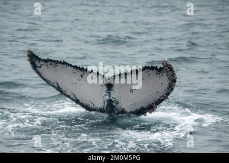 Tour safari di avvistamento delle megattere a Puerto Lopez, Ecuador in questa stagione, le megattere migrano dalle coste dell'Antartide a quelle ecuadoriane. Fotograp Foto Stock