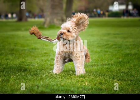 Cavapoo di sette anni gioca con il suo scoiattolo giocattolo nel parco Foto Stock