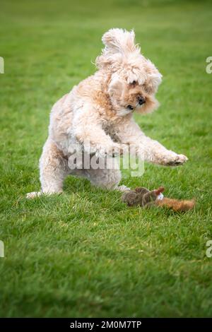 Cavapoo di sette anni gioca con il suo scoiattolo giocattolo nel parco Foto Stock