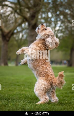 Cavapoo di sette anni in piedi sulle sue zampe posteriori giocando nel parco divertendosi Foto Stock