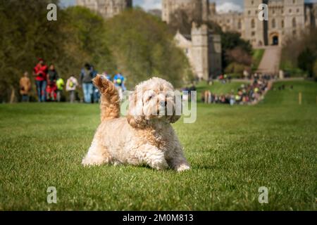 Cavapoo di sette anni che gioca nel parco pubblico di Windsor Long Walk Foto Stock