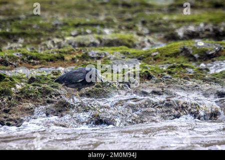 Le Galapagos heron (Butorides sundevalli) caccia. Questo heron è endemica le Isole Galapagos. Si trova sulle coste, dove caccia e pesce Foto Stock