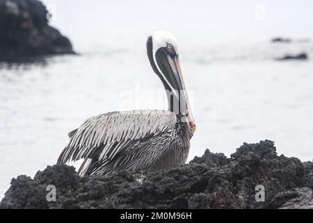 I pellicani marroni (Pelecanus occidentalis) si trovano sulle coste delle Americhe, dal Golfo del Messico verso nord. Cresce a altezze di circa 1,3 m. Foto Stock