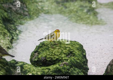 Guerriera gialla (Setophaga petechia aureola) su rocce laviche. Isabela Isola, Galapagos, Ecuador Agosto Foto Stock