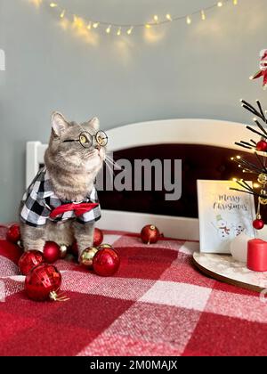 Un gatto grigio scozzese dalle orecchie dritte con occhiali, una camicia bianca nera e una cravatta rossa in vacanza festeggia Natale e Felice Anno Nuovo. PET in un appartamento moderno e accogliente Foto Stock