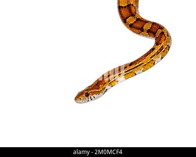 Colpo di testa di serpente di mais di colore normale aka serpente di ratto rosso o Pantherophis guttatus. Isolato su sfondo bianco. Foto Stock