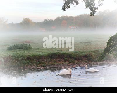 I cigni nuotano in un laghetto in una mattinata nebbiosa Foto Stock