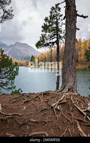 Immagine panoramica del tronco e delle radici di un albero di conifere vicino al lago Palpuogna, Svizzera in autunno Foto Stock