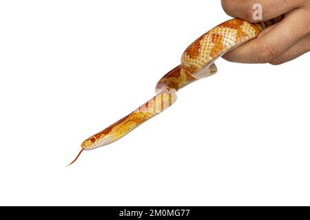 Colpo di testa di Candy cane morph Corner Snake aka Red ratto serpente o Pantherophis guttatus. Essere maneggiato in mano. Isolato su sfondo bianco. Foto Stock